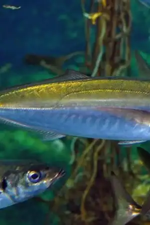 Descargas de pescado nos Açores aumentaram 35% em 2025